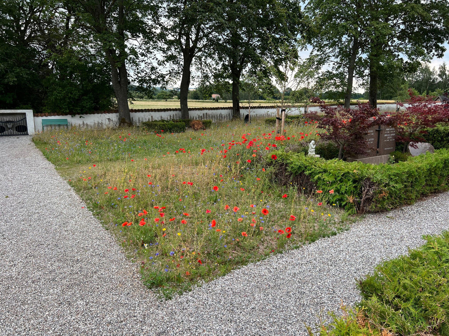 Vild have og græs ved Køng kirke